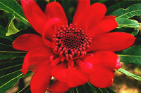 telopea flower