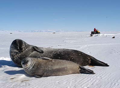 Photo: mother and pup seals