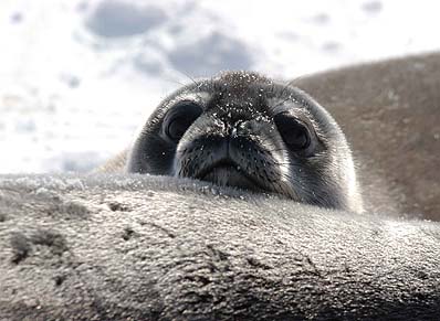 Photo: seal pup