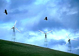 Photo of birds and wind turbines