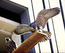 Photo: falcons