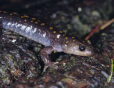 Photo: Salamander