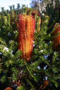 Banksia with hail. Blooming during the recent storm.