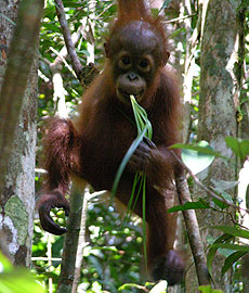 Photo: Orangutan eating