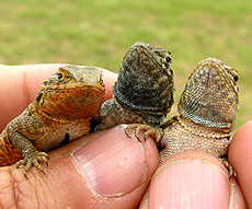 Photo: Side-blotched lizards