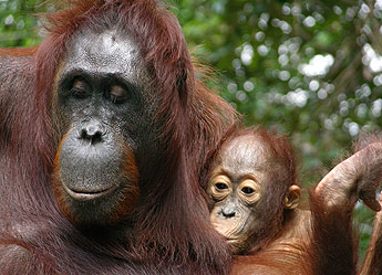 Photo: Orangutan mother and baby