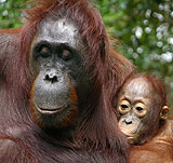 Photo: Orangutans