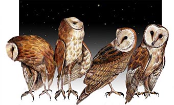 Illustration of four owls