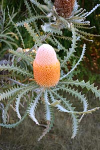 Photo of Banksia sp.