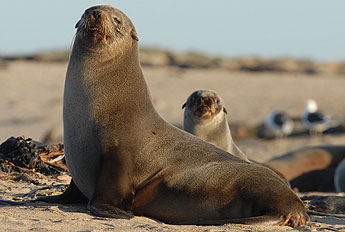 Photo: fur seals