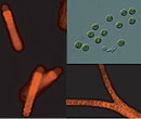 Photo: Microbes