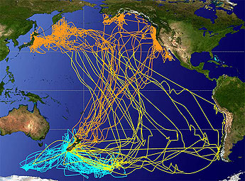 Shearwater migrations map