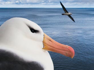 Lanting albatross
