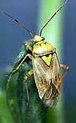 Photo of lygus bug