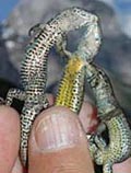 photo of three lizards held by researcher