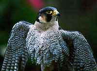 [Photo of Peregrine falcon]