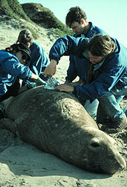 Photo of UCSC biologists tagging an elephant seal