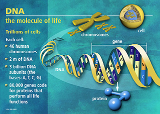 Graphic of DNA molecule