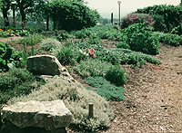 Oakes College herb garden
