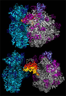 Image of ribosomes