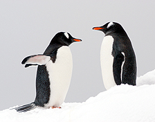 Photo of two penguins