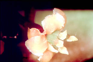 Photo of Amborella flower